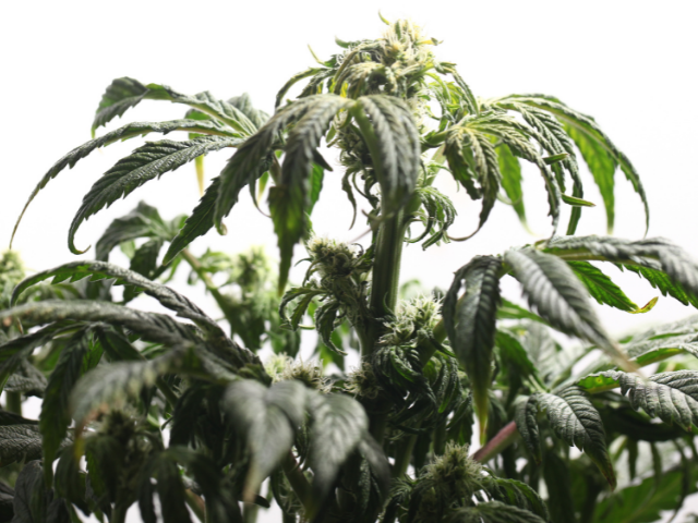 Indica strain bloom