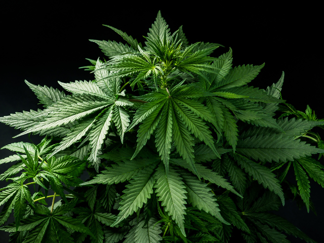 cannabis thc